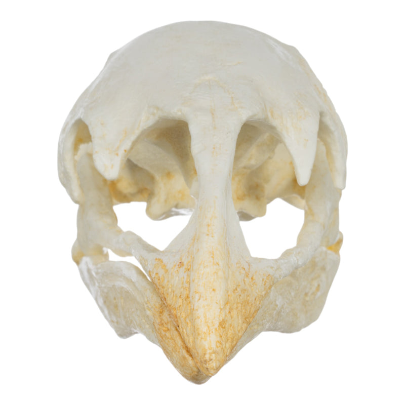 Replica Moa Skull