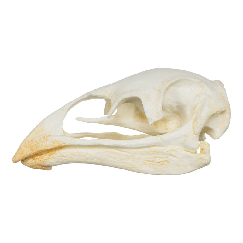 Replica Moa Skull