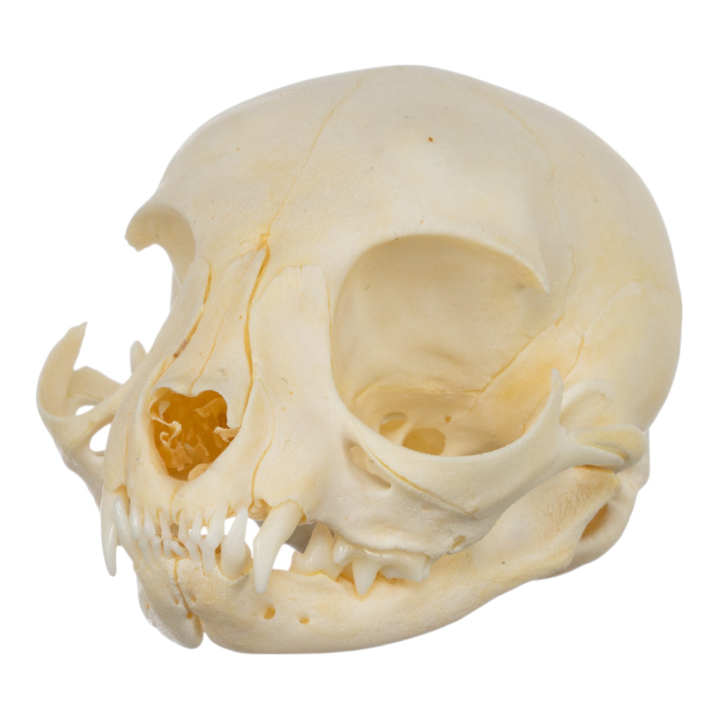 Real Kitten Skull For Sale — Skulls Unlimited International, Inc.