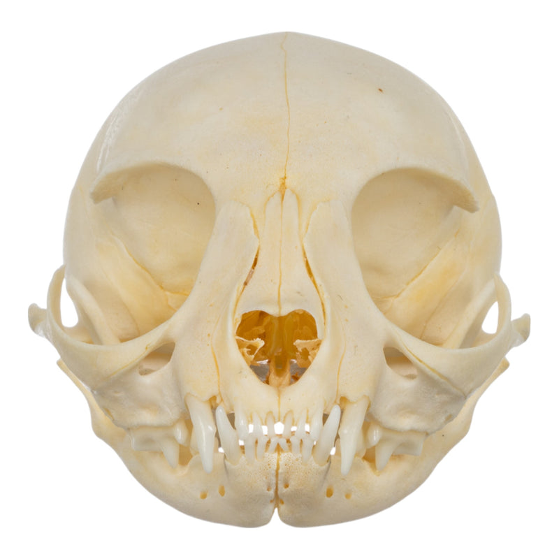 Real Domestic Cat Skull - Kitten