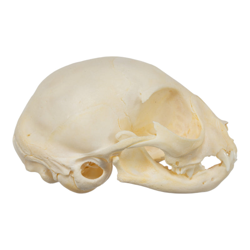 Real Domestic Cat Skull - Kitten