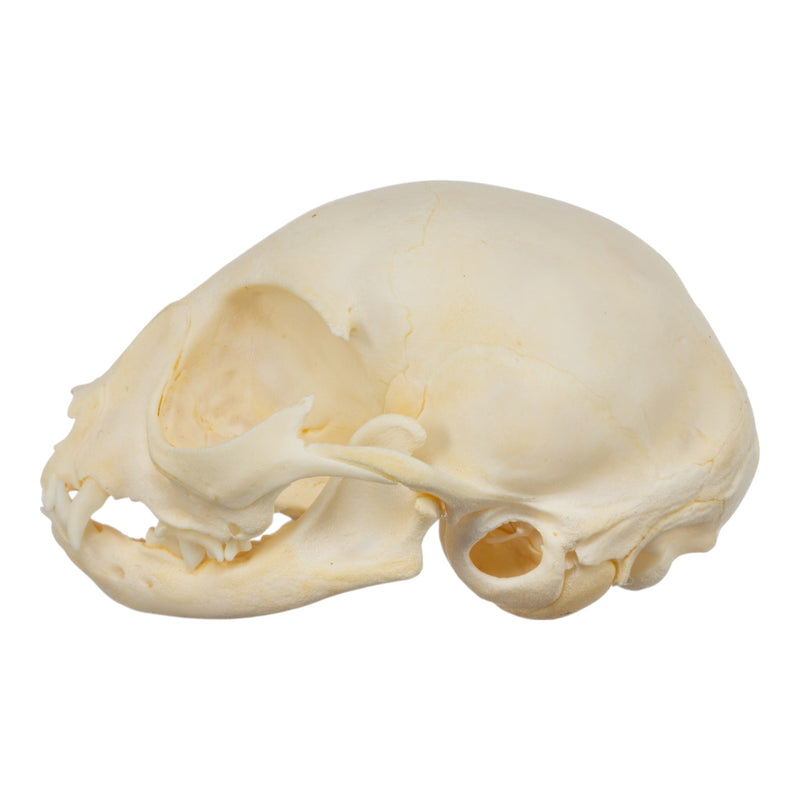 Real Domestic Cat Skull - Kitten