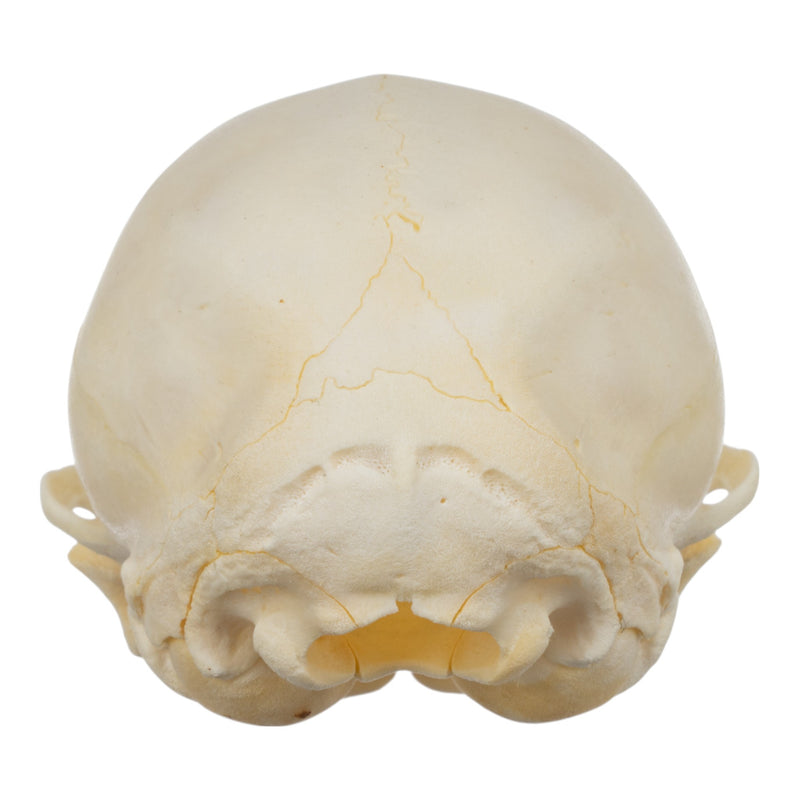 Real Domestic Cat Skull - Kitten