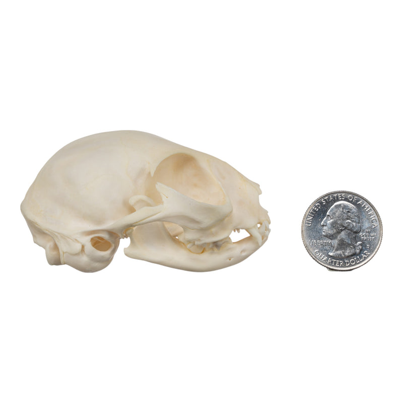 Real Domestic Cat Skull - Adolescent