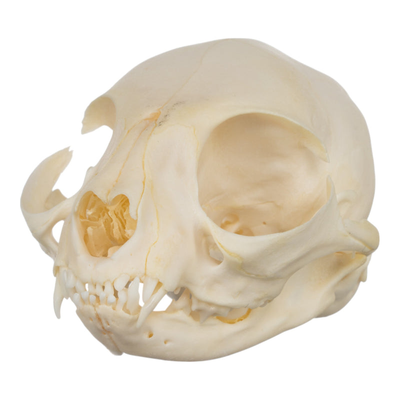 Real Domestic Cat Skull - Adolescent