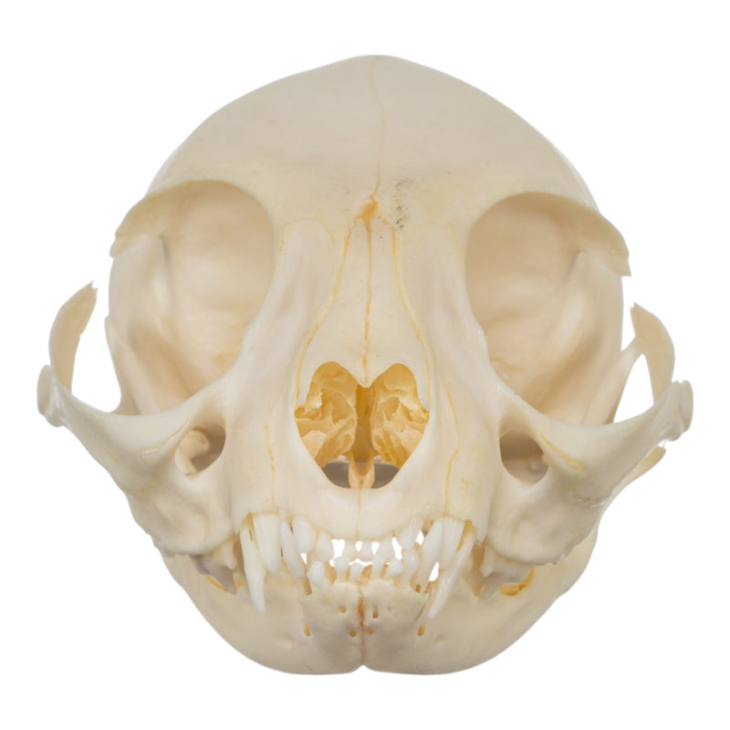 Real Domestic Cat Skull - Adolescent