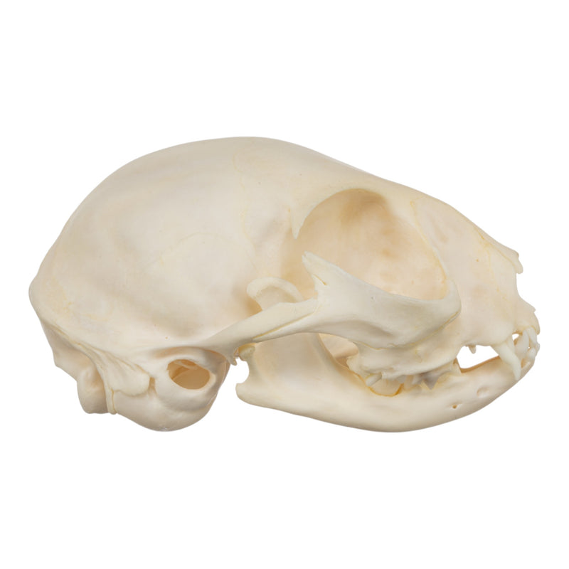Real Domestic Cat Skull - Adolescent