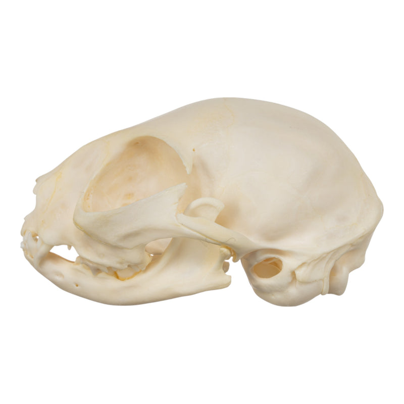 Real Domestic Cat Skull - Adolescent