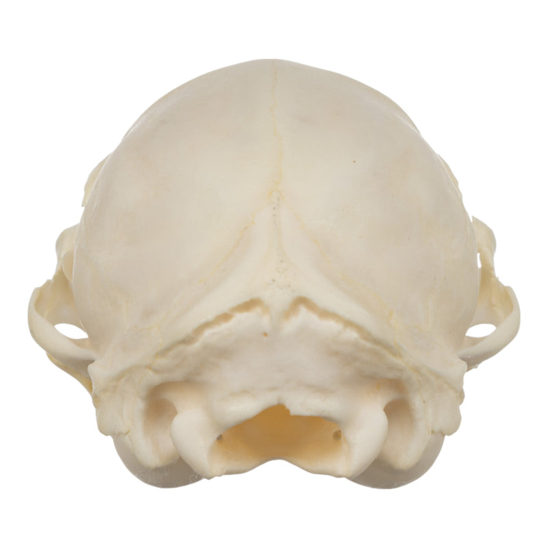 Real Domestic Cat Skull - Adolescent