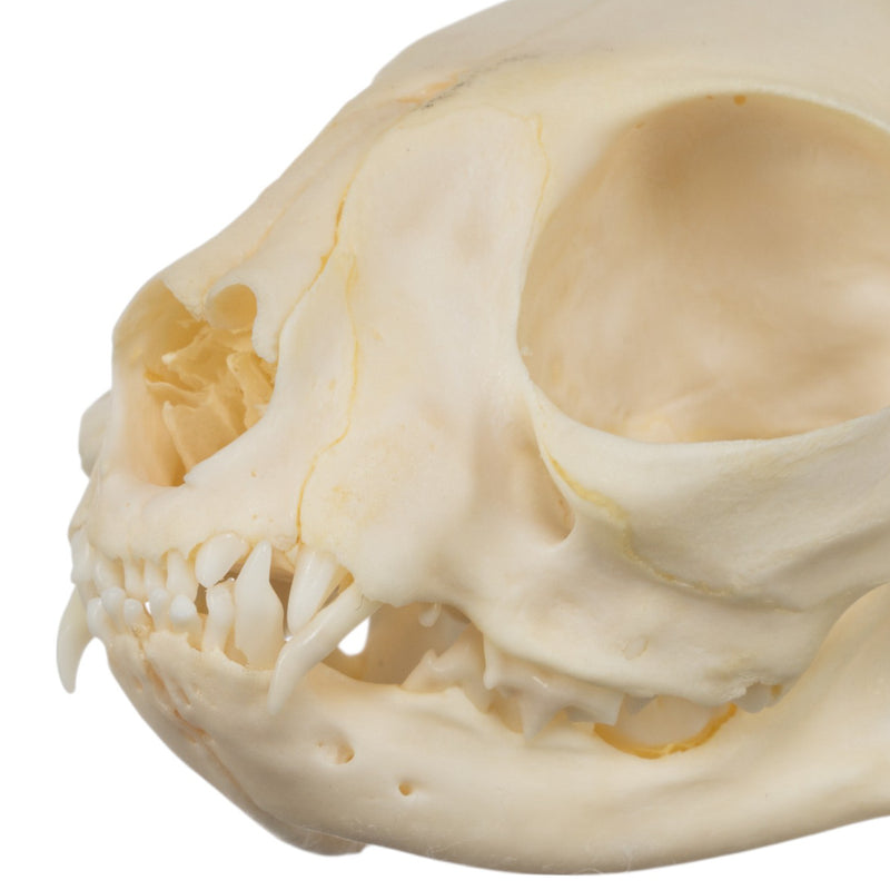 Real Domestic Cat Skull - Adolescent