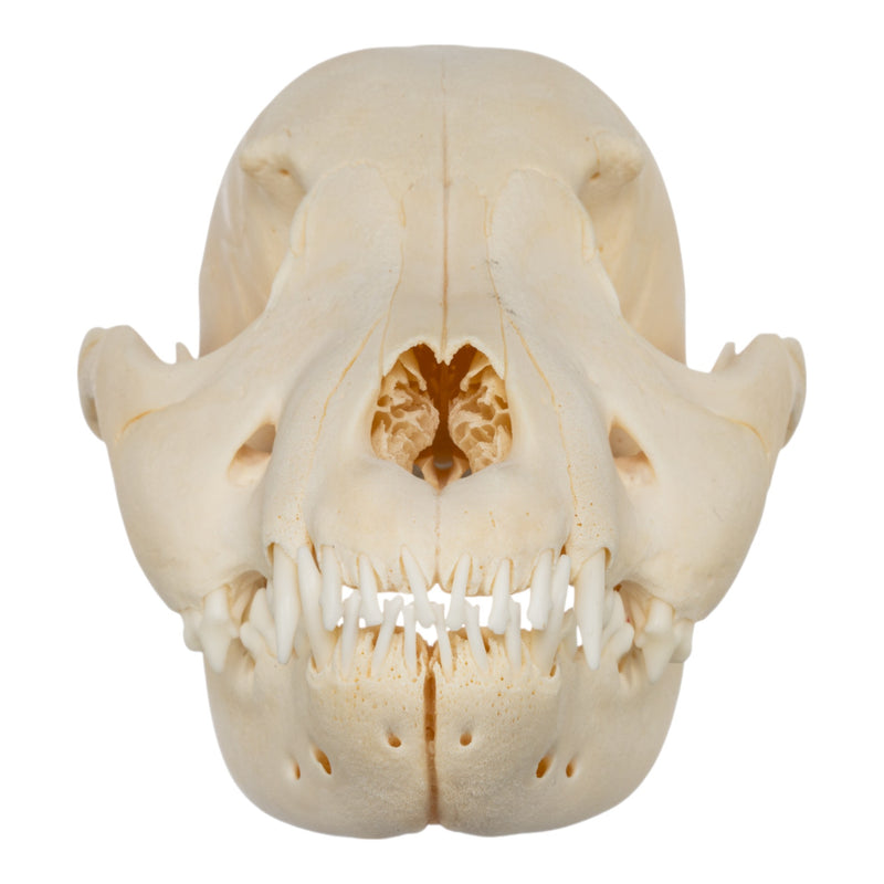 Real Domestic Dog Skull - Puppy