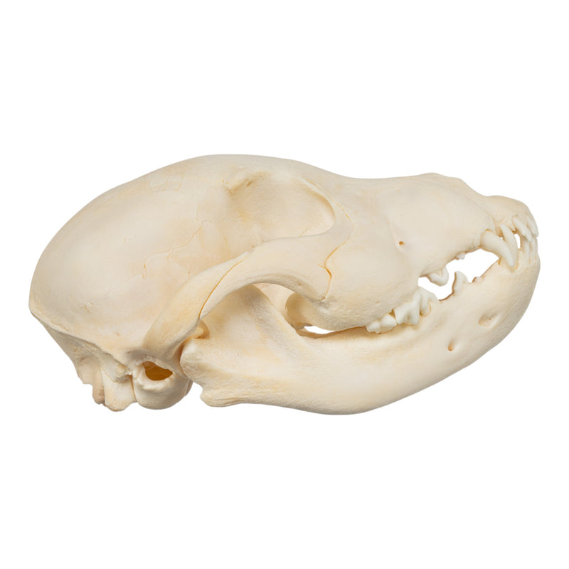 Real Domestic Dog Skull - Puppy