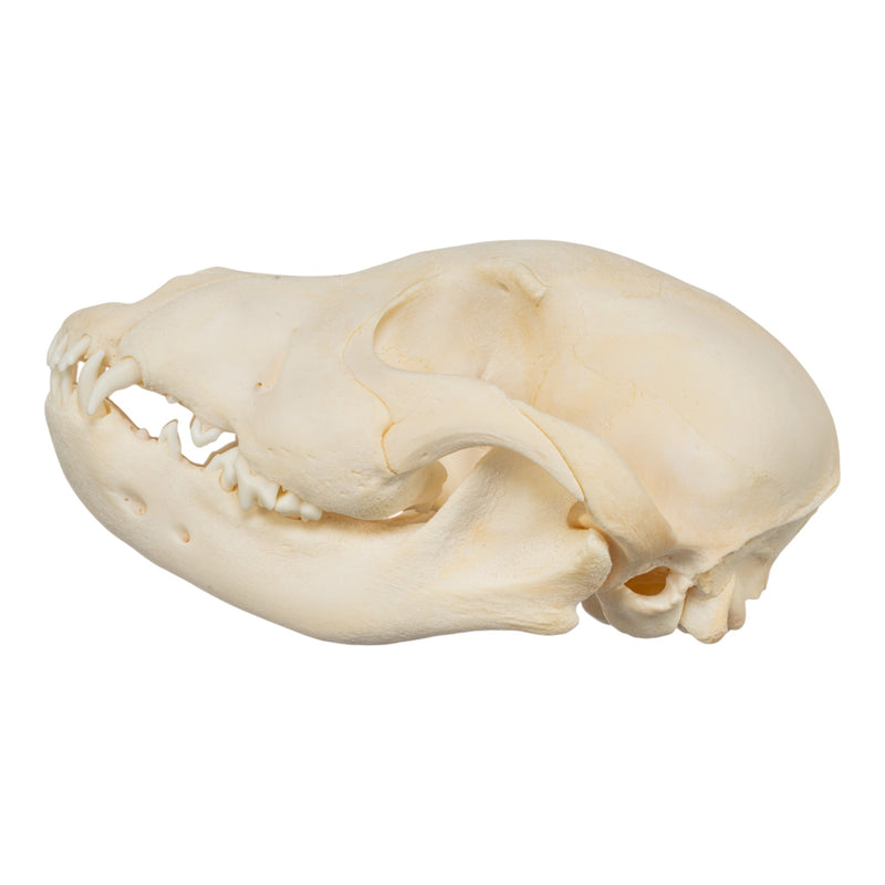 Real Domestic Dog Skull - Puppy