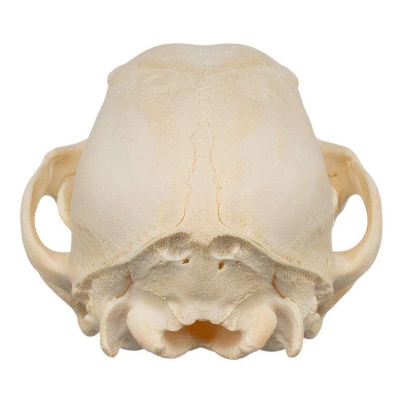 Real Domestic Dog Skull - Puppy