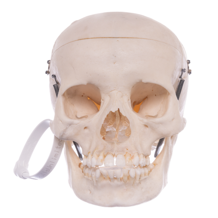 Real Human Skull