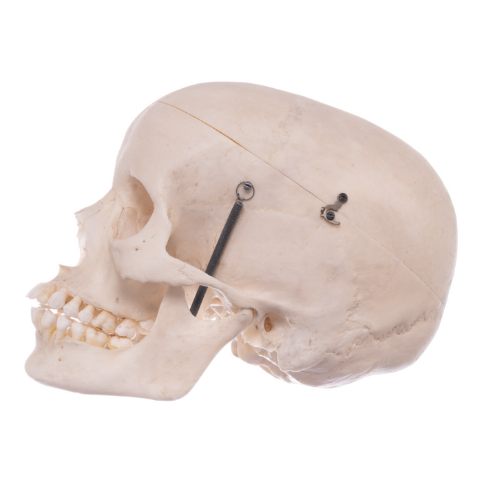 Real Human Skull