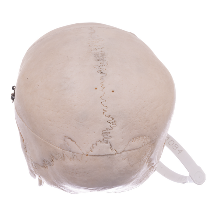 Real Human Skull