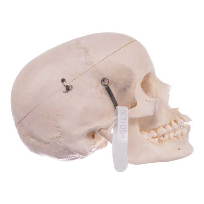 Real Human Skull