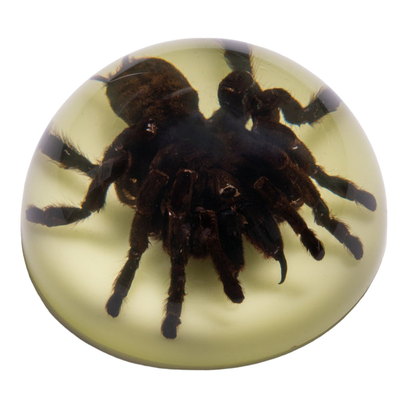 Real Tarantula in Acrylic Dome Paperweight - Glow-in-the-Dark