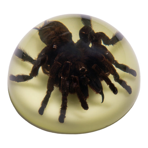 Real Tarantula in Acrylic Dome Paperweight - Glow-in-the-Dark