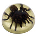 Real Tarantula in Acrylic Dome Paperweight (Glow-in-the-Dark)