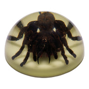 Real Tarantula in Acrylic Dome Paperweight - Glow-in-the-Dark