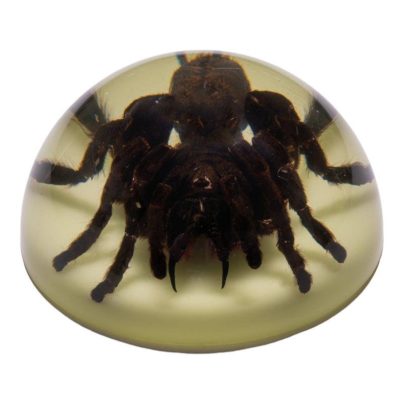 Real Tarantula in Acrylic Dome Paperweight - Glow-in-the-Dark