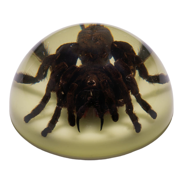 Real Tarantula in Acrylic Dome Paperweight (Glow-in-the-Dark)