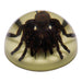 Real Tarantula in Acrylic Dome Paperweight (Glow-in-the-Dark)