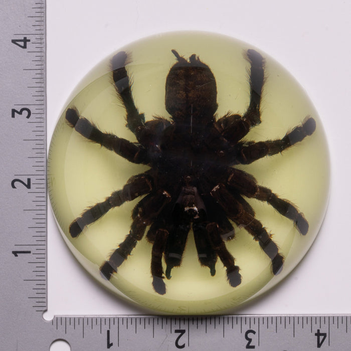 Real Tarantula in Acrylic Dome Paperweight (Glow-in-the-Dark)