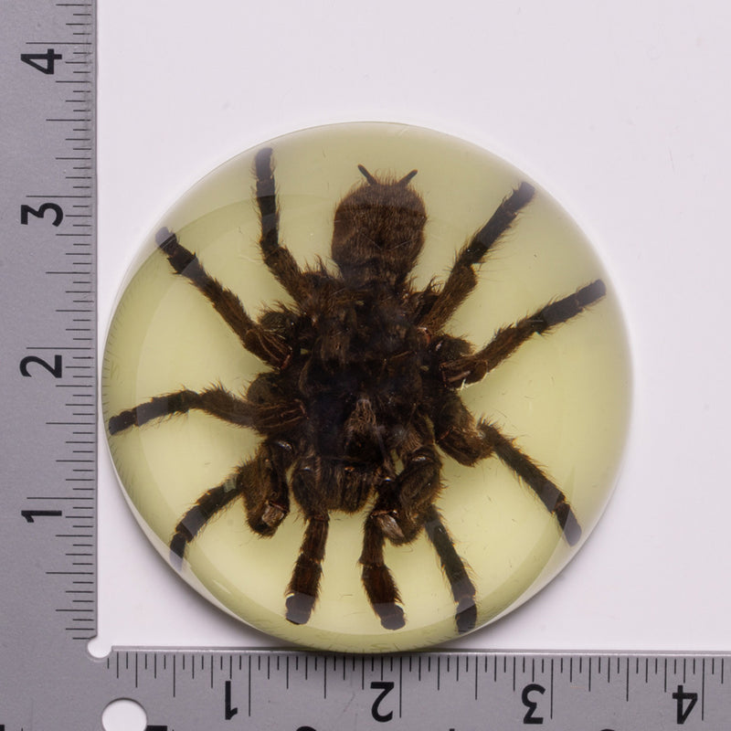 Real Tarantula in Acrylic Dome Paperweight - Glow-in-the-Dark