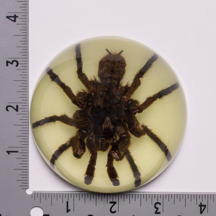Real Tarantula in Acrylic Dome Paperweight (Glow-in-the-Dark)