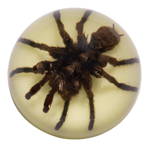 Real Tarantula in Acrylic Dome Paperweight - Glow-in-the-Dark