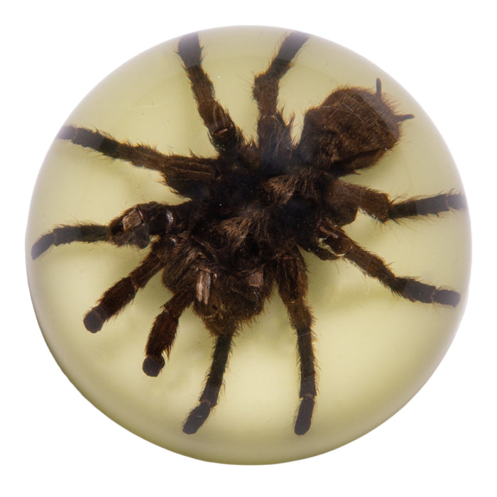 Real Tarantula in Acrylic Dome Paperweight (Glow-in-the-Dark)