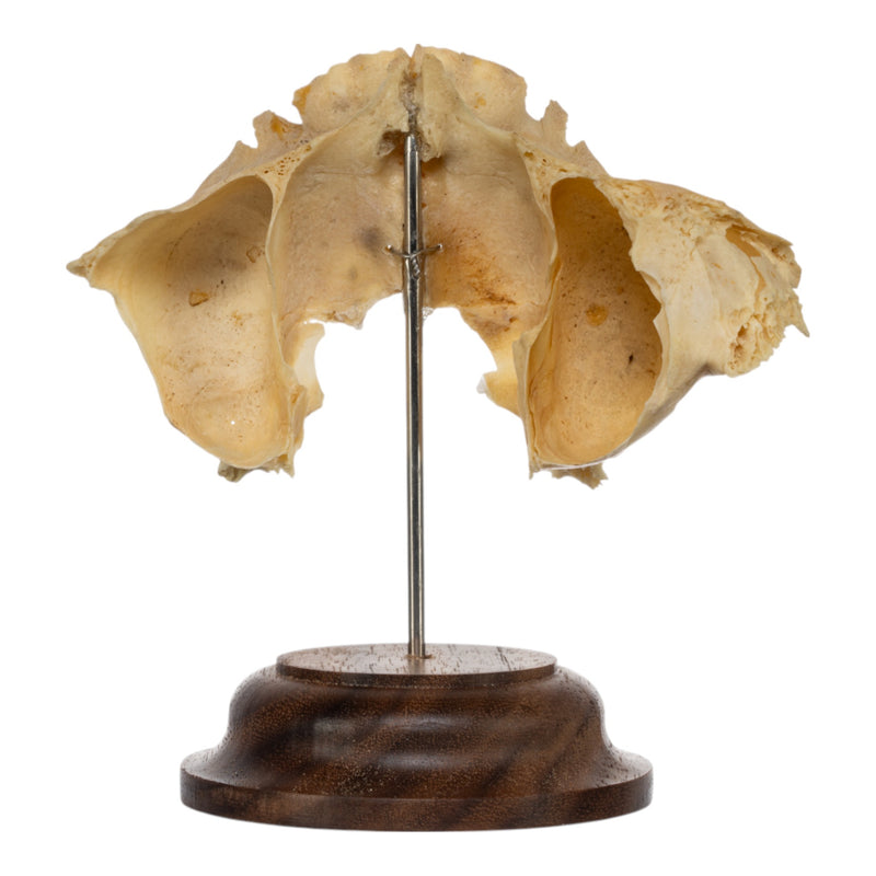 Real Human Partial Maxilla on Stand