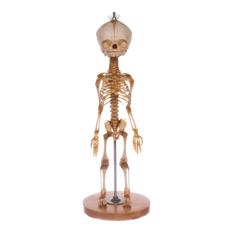 Real Research Quality Human Skeleton - Fetal