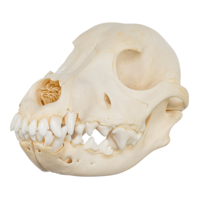 Real Domestic Dog Skull - Adolescent