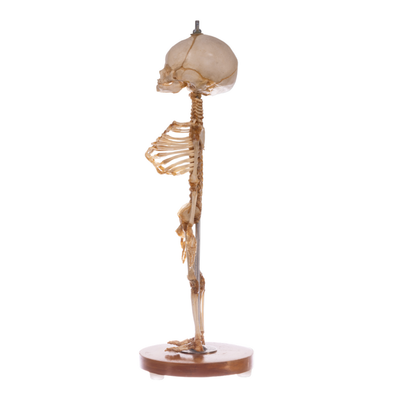 Real Research Quality Human Skeleton - Fetal