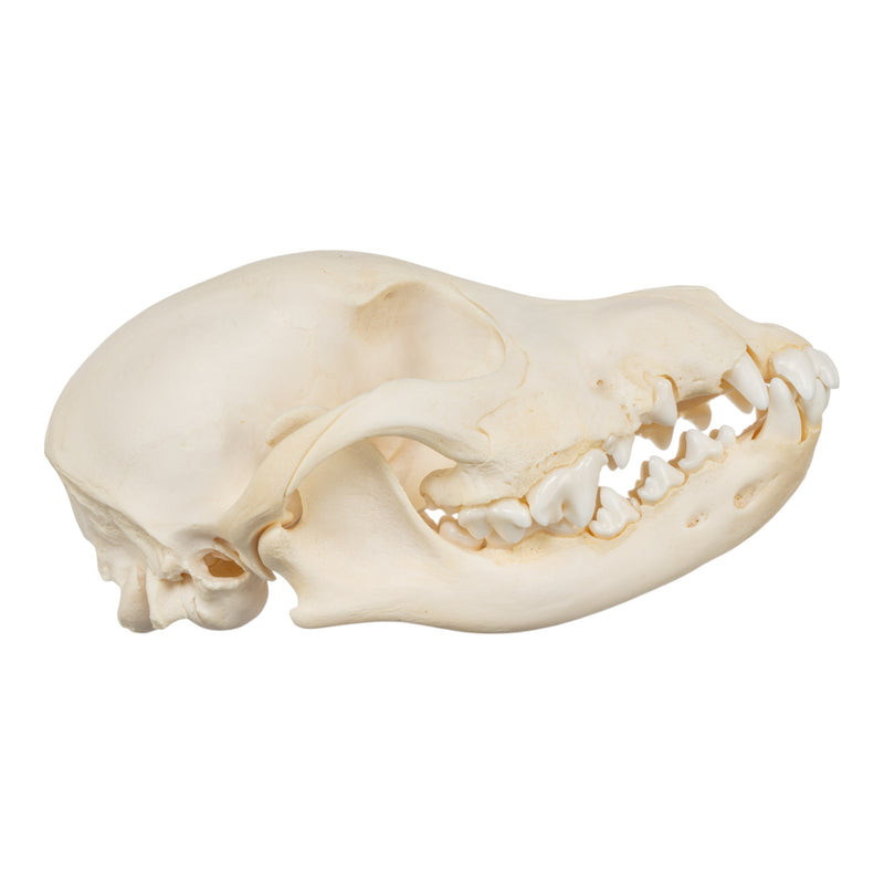 Real Domestic Dog Skull - Adolescent