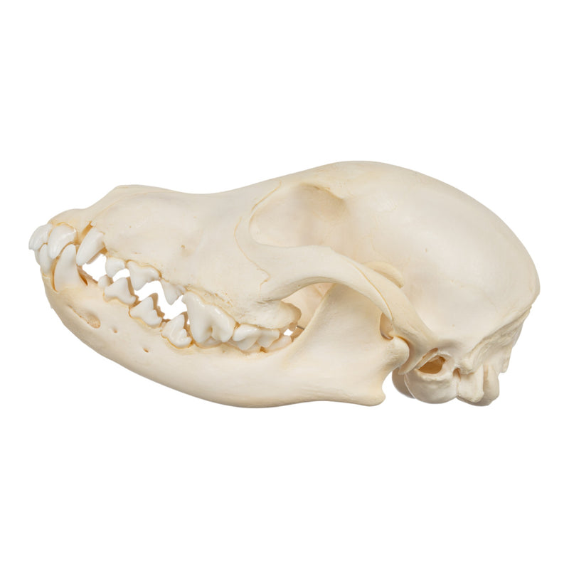 Real Domestic Dog Skull - Adolescent