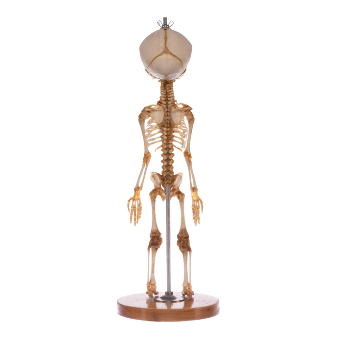 Real Research Quality Human Skeleton - Fetal