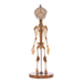 Real Research Quality Human Skeleton - Fetal