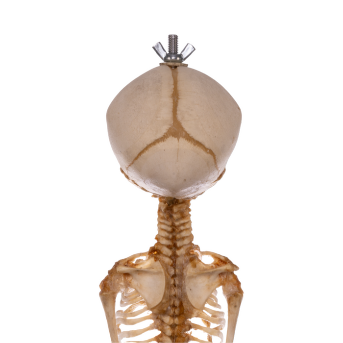 Real Research Quality Human Skeleton - Fetal