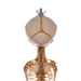 Real Research Quality Human Skeleton - Fetal
