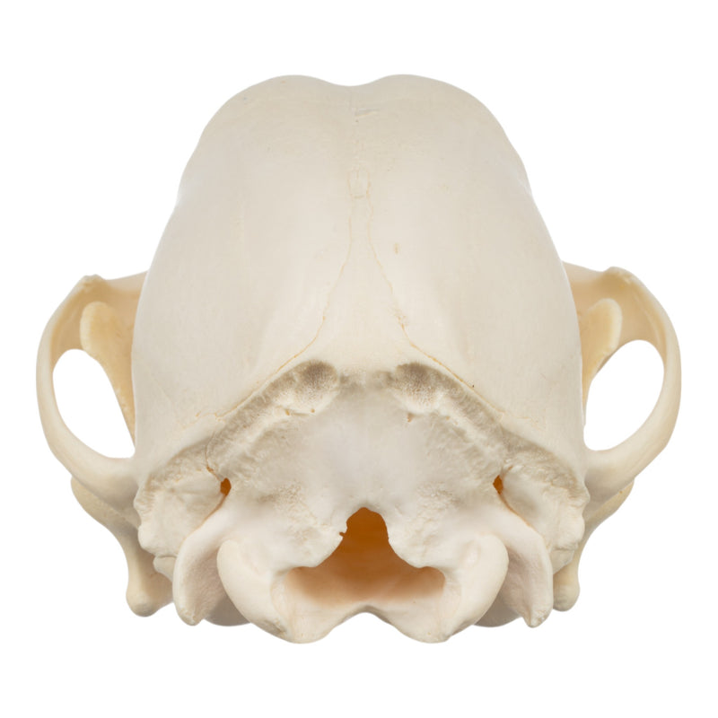 Real Domestic Dog Skull - Adolescent