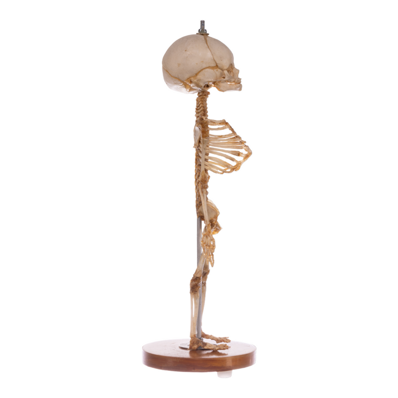 Real Research Quality Human Skeleton - Fetal