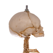 Real Research Quality Human Skeleton - Fetal