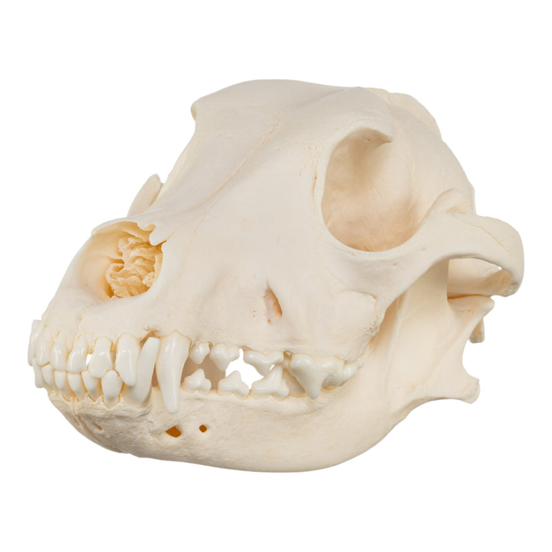 Real Domestic Dog Skull