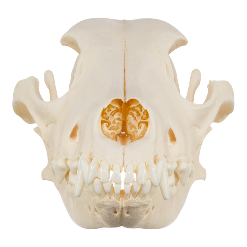 Real Domestic Dog Skull