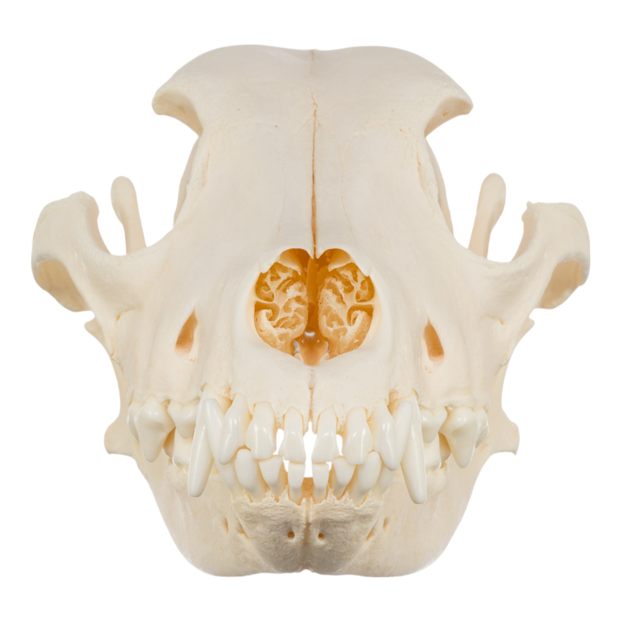 Real Domestic Dog Skull For Sale — Skulls Unlimited International, Inc.